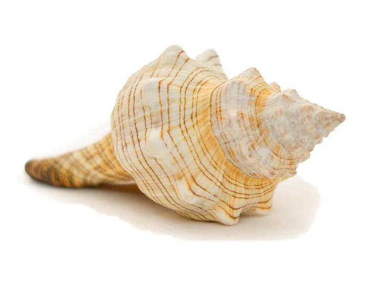 Conch Shells