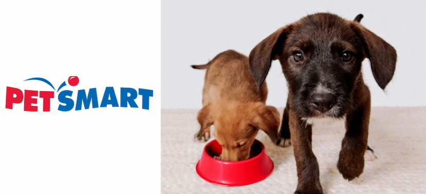 What to Look for in Everyday Pet Gear: Comfort, Safety, and Style